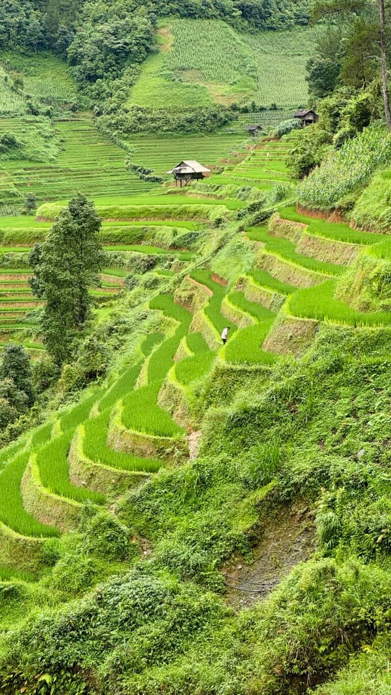 Mù Cang Chải arrozales vietnam