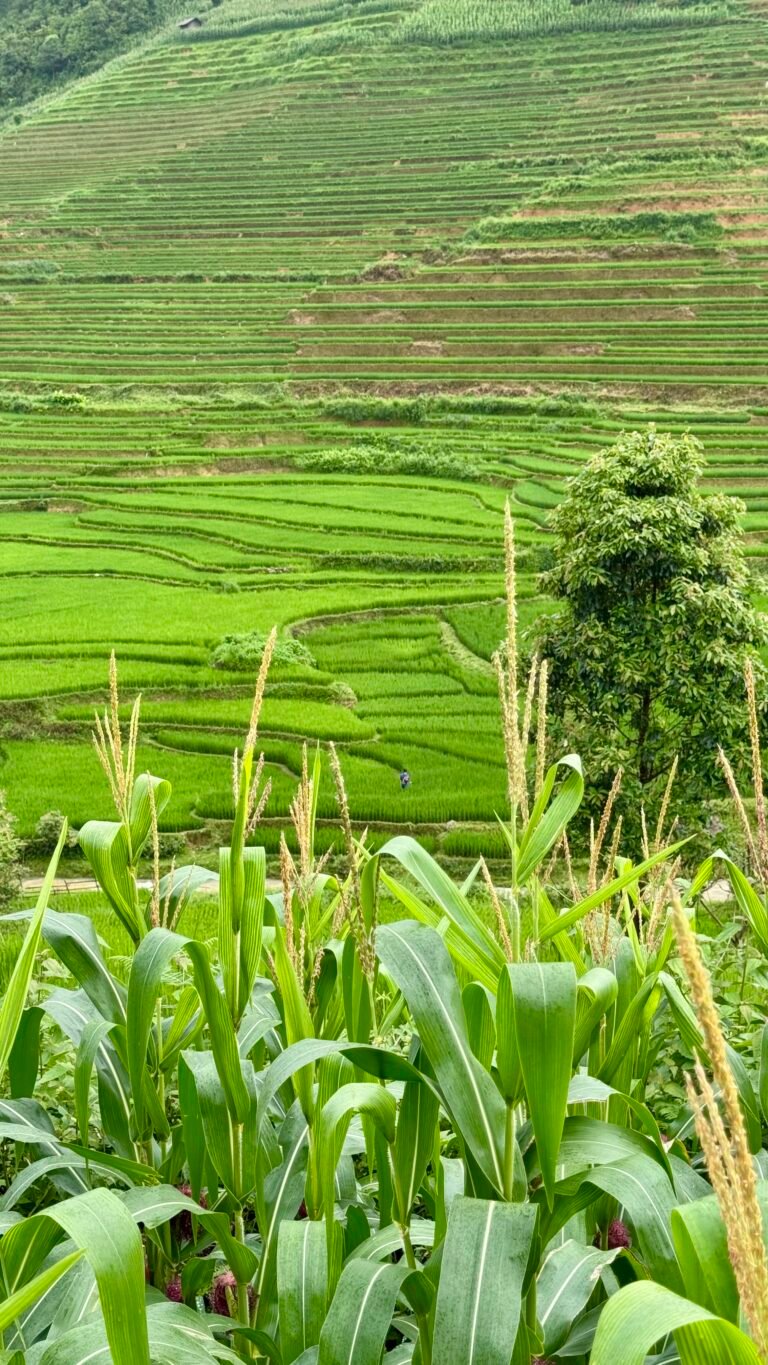 Ruta por Vietnam en 14 Días sin Masificaciones:   Del Sur al Norte Profundo